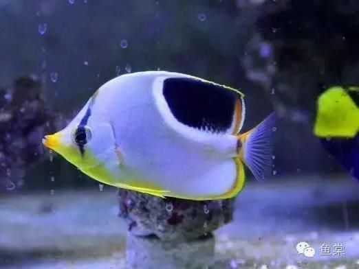 永德縣鳥魚花香部落（云南省臨滄市永德縣鳥魚花香部落） 水族周邊