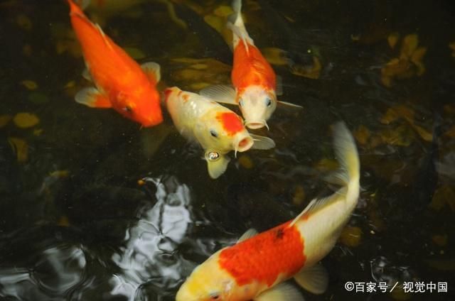 魚缸里魚養(yǎng)幾條最好？（如何計算魚缸的水容量） 龍魚百科 第4張