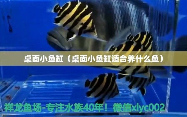 桌面魚(yú)缸養(yǎng)魚(yú)（桌面魚(yú)缸生態(tài)循環(huán)系統(tǒng)懶人魚(yú)缸一鍵換水功能桌面魚(yú)缸養(yǎng)魚(yú)） 龍魚(yú)百科 第5張