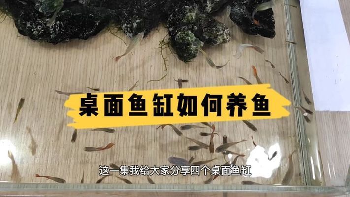 桌面魚(yú)缸養(yǎng)魚(yú)（桌面魚(yú)缸生態(tài)循環(huán)系統(tǒng)懶人魚(yú)缸一鍵換水功能桌面魚(yú)缸養(yǎng)魚(yú)） 龍魚(yú)百科 第4張