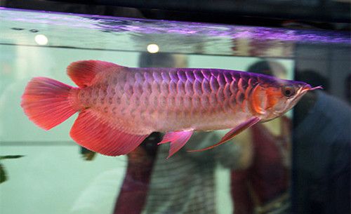 紅龍魚(yú)貴還是金龍貴啊多少錢(qián)一條（紅龍魚(yú)與金龍魚(yú)的價(jià)格對(duì)比，紅龍魚(yú)最貴的品種可以賣(mài)到31萬(wàn)以上） 龍魚(yú)百科 第2張