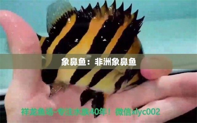 非洲象鼻魚(yú)（非洲象鼻魚(yú)的電場(chǎng)感知原理非洲象鼻魚(yú)的繁殖方式）