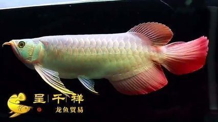 紅龍魚(yú)品相怎么看圖解法大全（紅龍魚(yú)品相評(píng)分標(biāo)準(zhǔn)） 龍魚(yú)百科 第4張