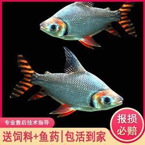 紅龍魚的配魚（紅龍魚混養(yǎng)水族箱布置）