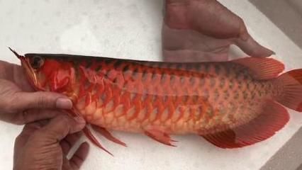 紅龍魚龍王（紅龍魚龍王市場價格趨勢如何鑒別紅龍魚龍王的疾病預(yù)防）