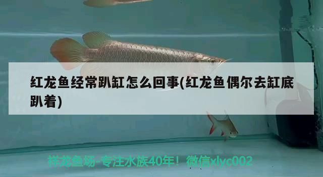 紅龍魚偶爾去缸底趴著