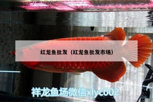 紅龍魚哪里買的到?。ㄈ绾钨徺I紅龍魚） 龍魚百科 第3張