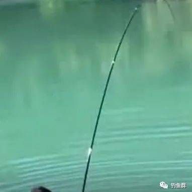 金龍魚品種鑒賞知識（-金龍魚品種鑒賞知識表明金龍魚的健康狀況） 水族問答