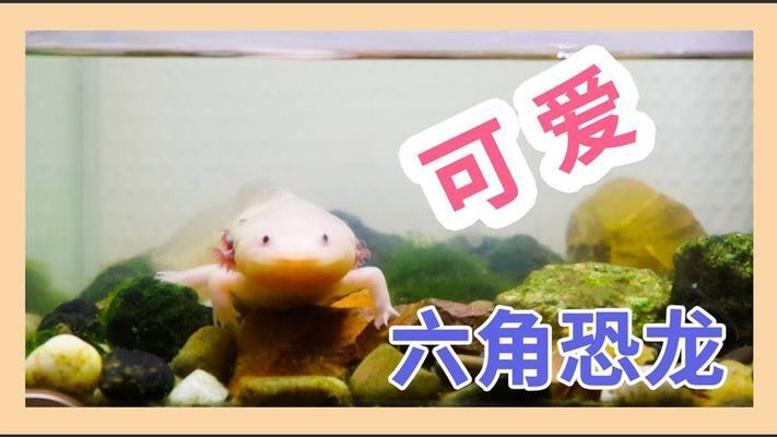 六角恐龍魚缸造景視頻大全（六角恐龍魚缸造景） 龍魚百科 第1張