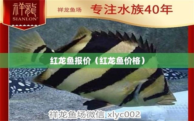 紅龍魚哪里買的到（如何購買紅龍魚） 龍魚百科 第4張