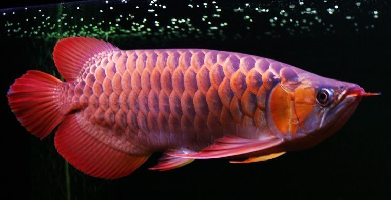 紅龍魚(yú)吃飼料好還是吃蝦肉好（紅龍魚(yú)吃飼料和吃蝦肉各有優(yōu)缺點(diǎn)具體哪種更好） 龍魚(yú)百科 第1張