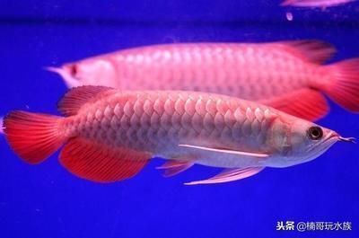 紅龍魚跟金龍魚哪個(gè)貴些（金龍魚和紅龍魚養(yǎng)殖難度對(duì)比紅龍魚辣椒紅品種介紹）