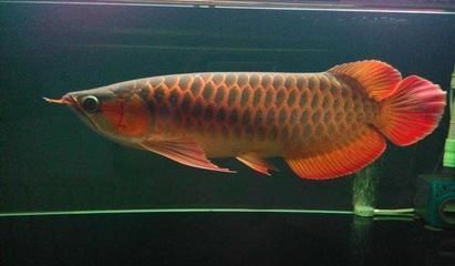 紅龍魚的體型還會(huì)變化嗎為什么不生小魚（如何提高紅龍魚的繁殖成功率） 龍魚百科 第3張