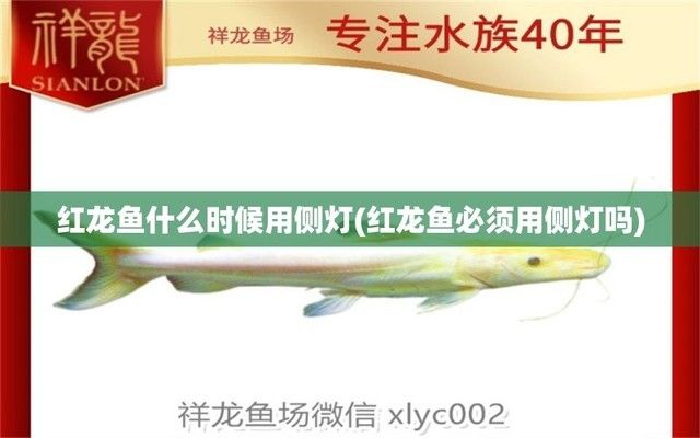 紅龍魚多少公分開始打側(cè)燈（紅龍魚打側(cè)燈的最佳時(shí)機(jī)） 龍魚百科 第4張