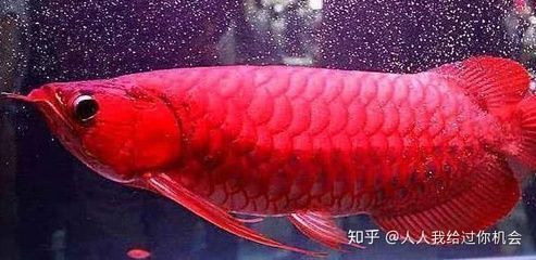 紅龍魚成長（紅龍魚成長周期受到多種因素影響，紅龍魚長壽飼養(yǎng)技巧分享）