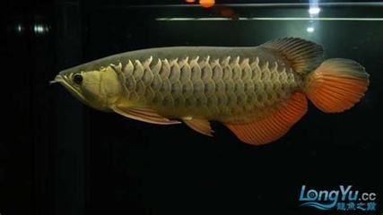 紅金龍魚一條多少錢（紅金龍魚價格走勢） 龍魚百科 第4張