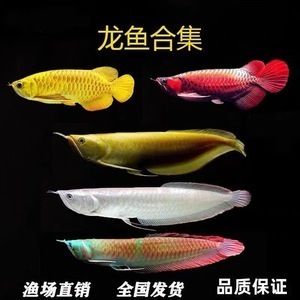 澳洲星點(diǎn)金龍魚30厘米 龍魚百科 第2張