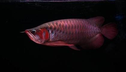 紅龍魚(yú)多大開(kāi)始打側(cè)燈