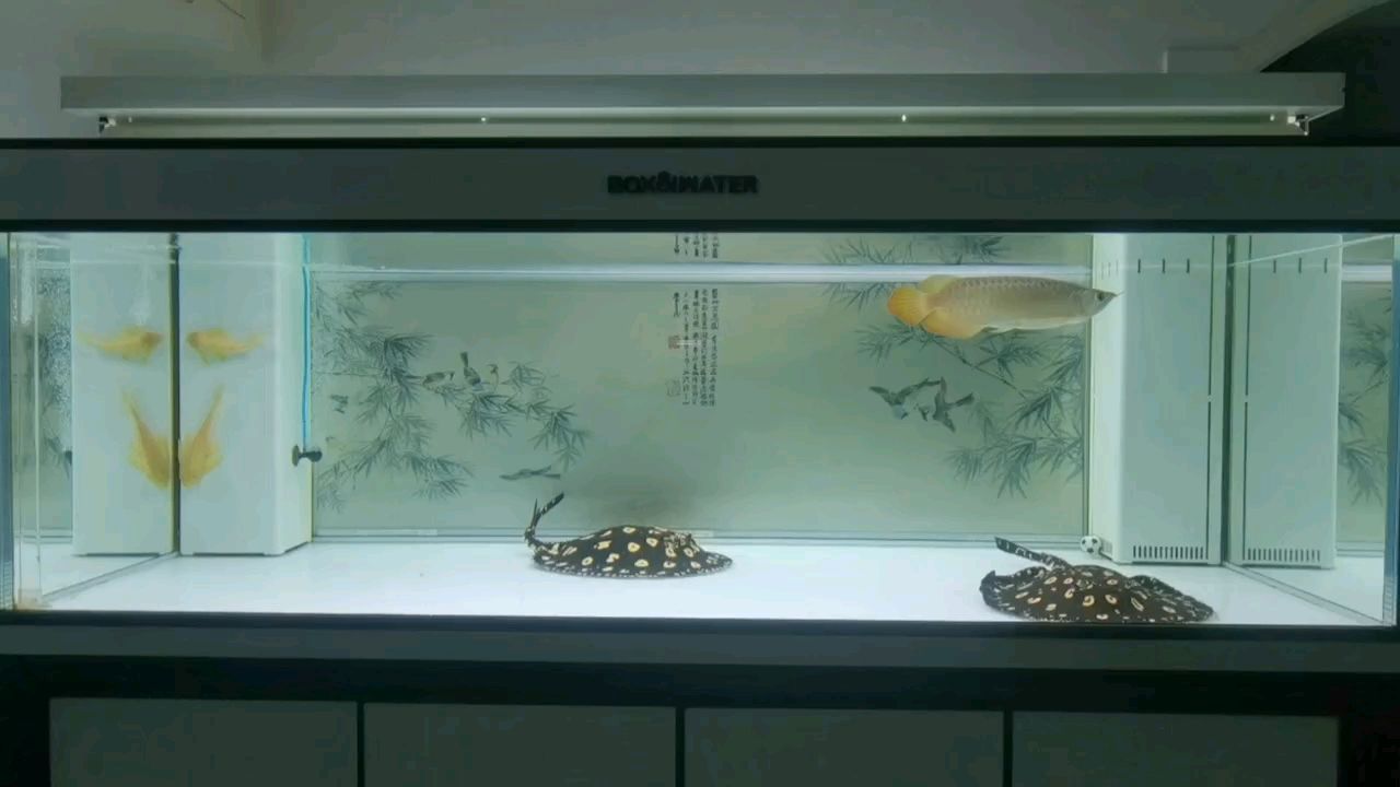 熱愛(ài)生活，熱愛(ài)自己?。釔?ài)生活，熱愛(ài)自己） 觀賞魚論壇