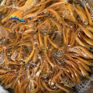 出售銀龍魚和珍珠魟魚各一條 銀龍魚百科 第4張