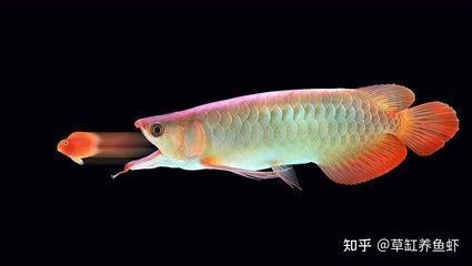 紅龍魚吃食畫面描寫（紅龍魚進(jìn)食后的行為變化） 龍魚百科 第3張