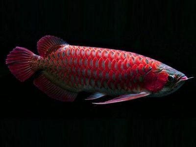 紅龍魚(yú)的功效（紅龍魚(yú)不僅是觀賞魚(yú)類(lèi)，而且具有豐富的營(yíng)養(yǎng)價(jià)值和多種功效） 龍魚(yú)百科 第1張