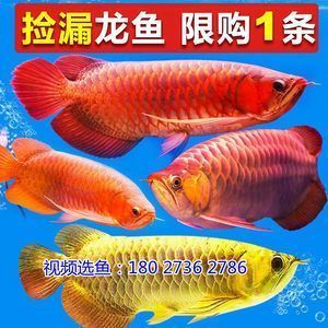 紅龍魚哪個品種好（紅龍魚品種發(fā)色周期對比,紅龍魚健康檢查簡易方法） 龍魚百科 第1張