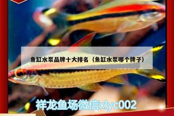 天津市東麗區(qū)譚秀梅觀賞魚(yú)養(yǎng)殖中心（東麗區(qū)譚秀梅觀賞魚(yú)養(yǎng)殖中心） 水族周邊