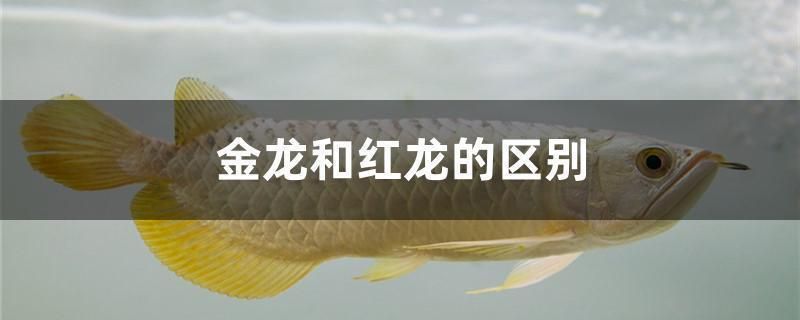 紅龍魚(yú)和金龍魚(yú)有什么區(qū)別呢（紅龍魚(yú)和金龍魚(yú)在多個(gè)方面都有所區(qū)別） 龍魚(yú)百科 第4張