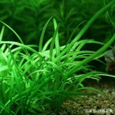 魚缸選擇大水蘭還是小水蘭（大水蘭與小水蘭的養(yǎng)護(hù)技巧） 龍魚百科 第3張