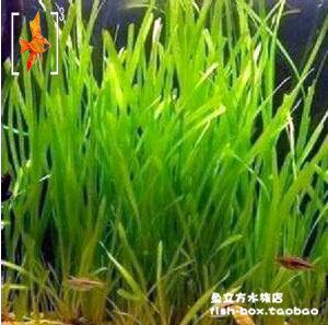 魚缸選擇大水蘭還是小水蘭（大水蘭與小水蘭的養(yǎng)護(hù)技巧） 龍魚百科 第6張