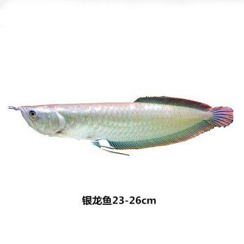 賽級(jí)金龍魚(yú)價(jià)格（賽級(jí)金龍魚(yú)的價(jià)格）