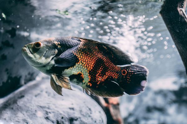 紅龍魚多大嘴唇才紅色（如何通過飼料改善紅龍魚唇色） 龍魚百科 第1張