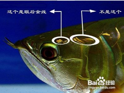 金龍魚級別排位（金龍魚的級別排位）