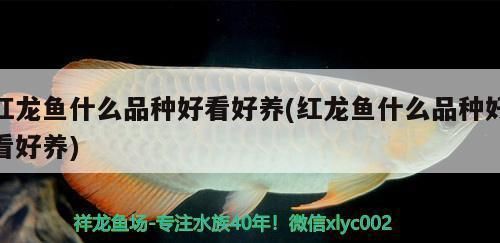 紅龍魚買什么品種好養(yǎng)活（紅龍魚飼養(yǎng)水質(zhì)要求）