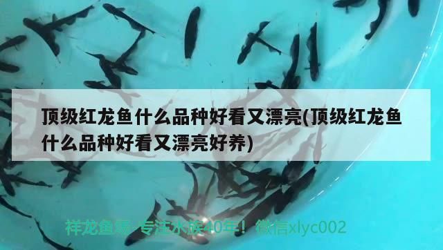 紅龍魚的最好品種有哪些名字（最好的紅龍魚品種）