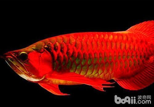 紅龍魚(yú)哪個(gè)品種比較好一點(diǎn)（紅龍魚(yú)品種有哪些）