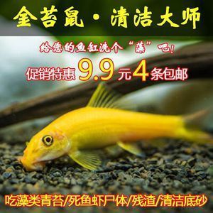 紅龍魚和金龍魚的價(jià)錢一樣嗎（紅龍魚和金龍魚的價(jià)錢并不一樣，紅龍魚與金龍魚的價(jià)格差異） 龍魚百科 第4張