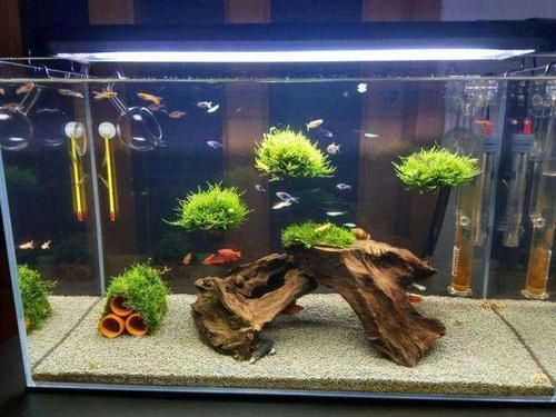 金龍魚客服熱線最新號碼（金龍魚客服的工作時間是怎樣的？） 水族問答