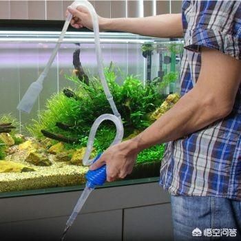 魚缸多長時間換水最好呢（夏季魚缸換水注意事項） 龍魚百科 第3張