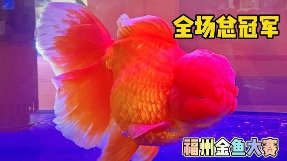 2021年龍魚比賽（2021年盤古杯世界龍魚錦標(biāo)賽總獎金高達(dá)72萬人民幣）