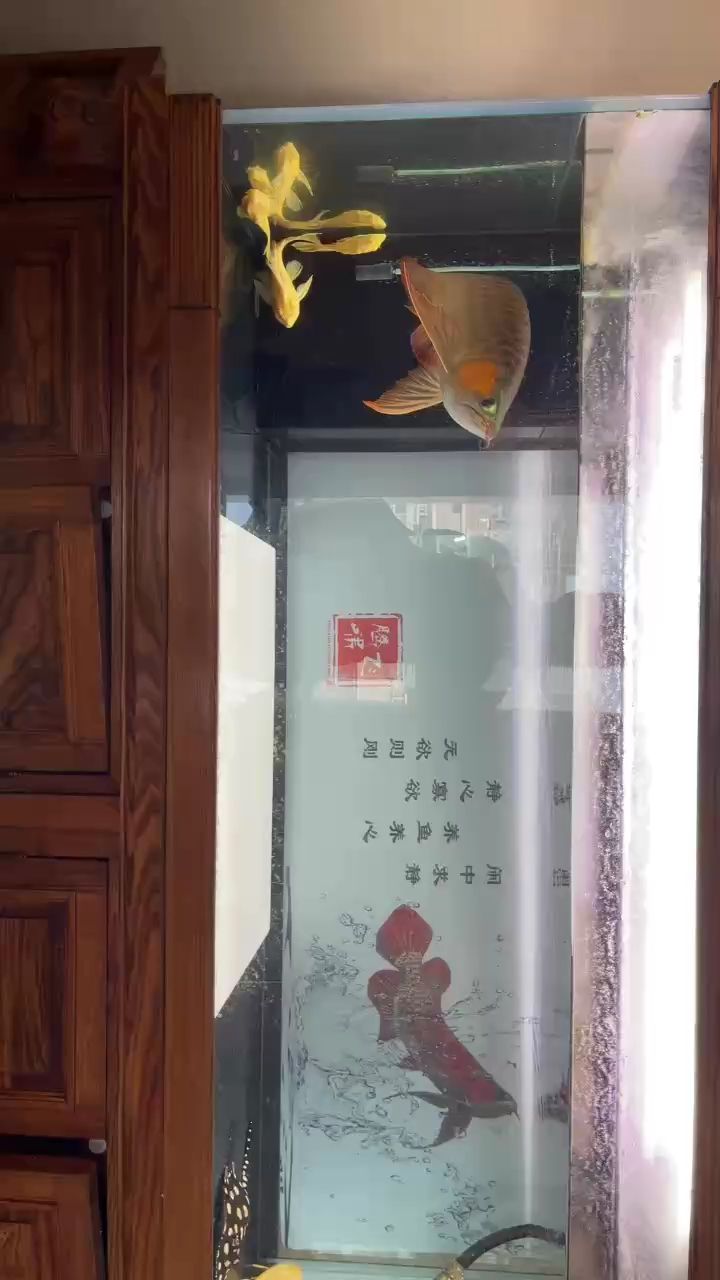 養(yǎng)魚12年  最滿意的一條（養(yǎng)魚12年最滿意的一條） 觀賞魚論壇