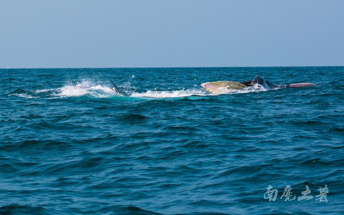 瘋狂?食 金頭過背金龍魚 第2張