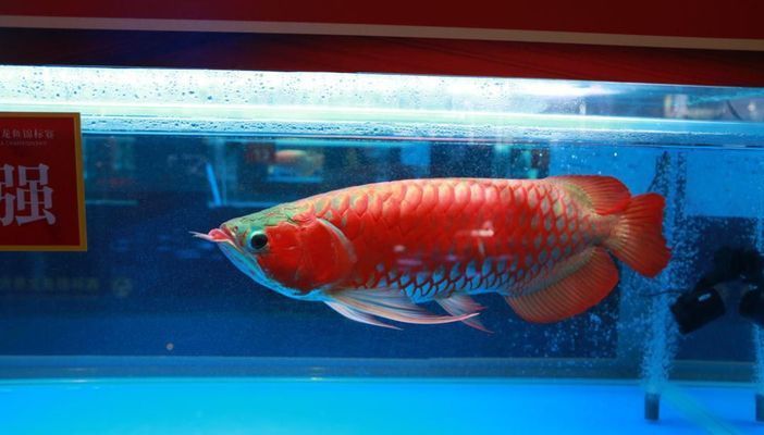 中國(guó)最貴紅龍魚7000萬(wàn)（中國(guó)最貴紅龍魚7000萬(wàn)價(jià)格創(chuàng)吉尼斯世界紀(jì)錄） 龍魚百科 第3張