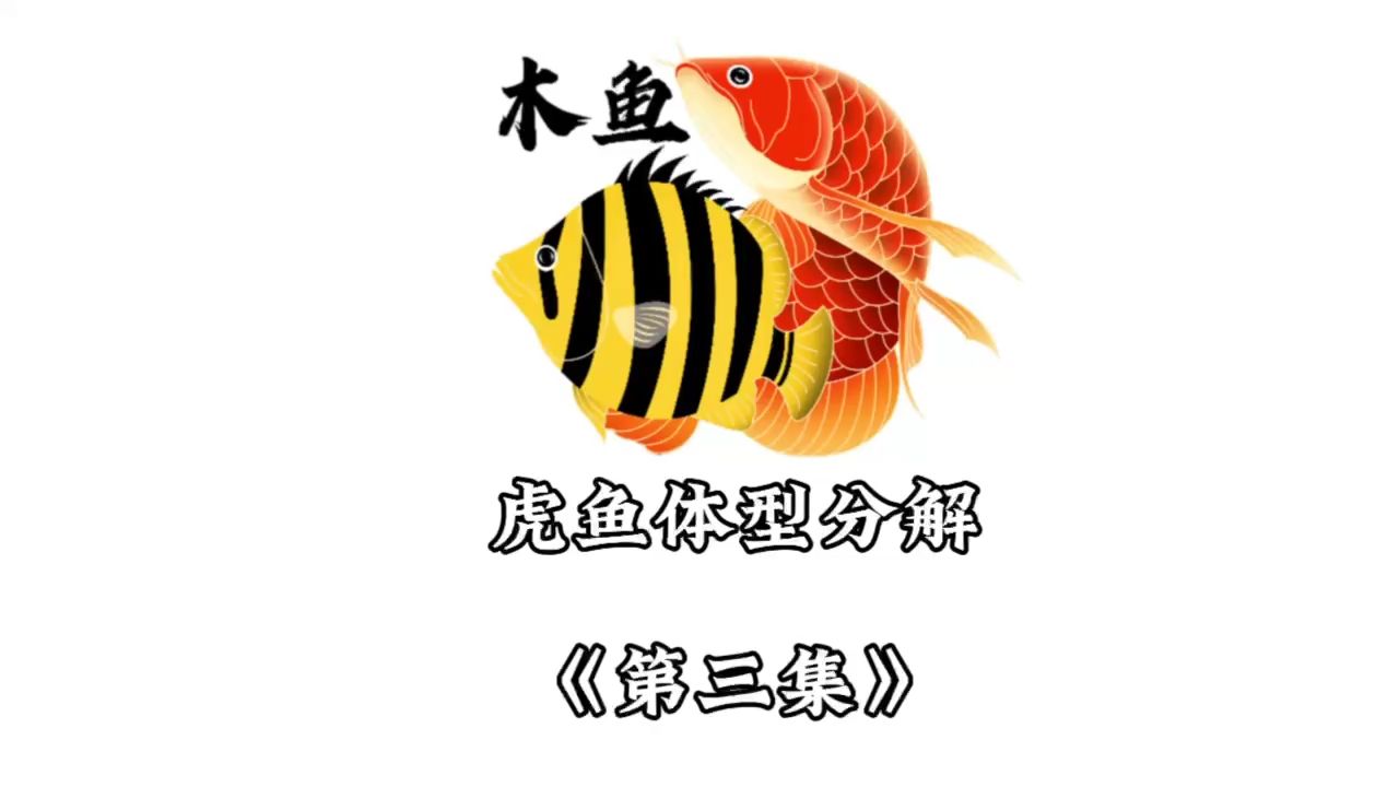 虎魚體型不會看？（skywarp鬧翻天評論：牛皮,龍巧兒評論：牛皮） 觀賞魚論壇 第1張