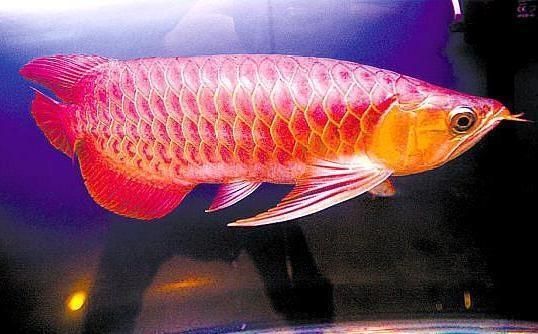 紅龍魚(yú)的挑選方法（挑選紅龍魚(yú)的基本方法）