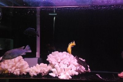 昆區(qū)友誼佳寶水族館（昆區(qū)友誼佳寶水族館昆區(qū)友誼市場(chǎng)南魚市） 全國(guó)觀賞魚市場(chǎng)