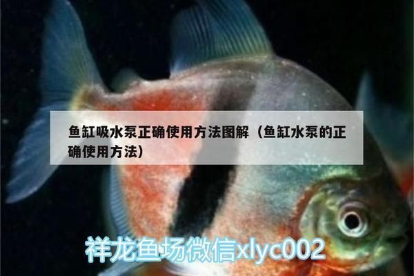 魚缸中的各種水泵的用法視頻（如何維護(hù)魚缸潛水泵延長(zhǎng)壽命） 龍魚百科 第1張