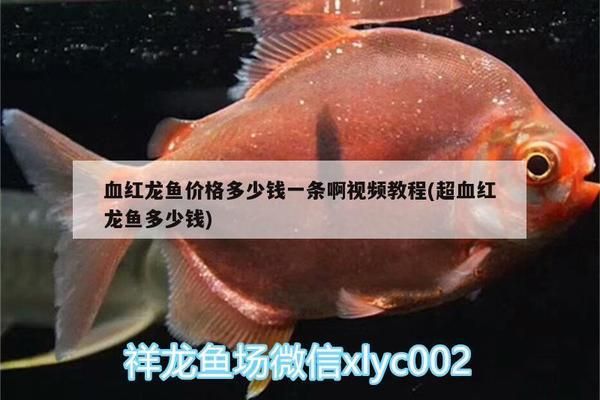 超血紅龍魚(yú)多少錢(qián)一條（超血紅龍魚(yú)市場(chǎng)價(jià)格走勢(shì)）