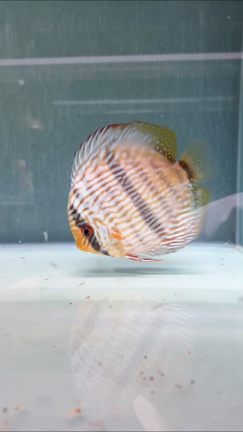 今日分享（混血黑格爾,木田評論：七彩魚） 觀賞魚論壇